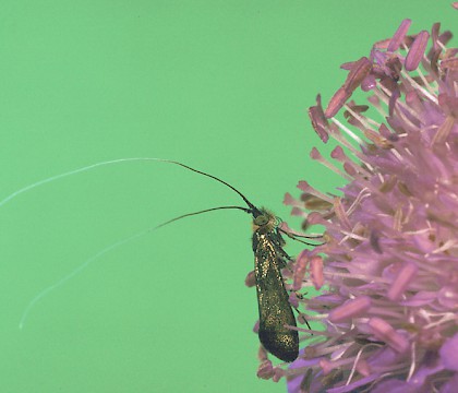 Adult • Sharpenhoe, Bedfordshire • © Charles Baker