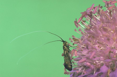 Nemophora metallica