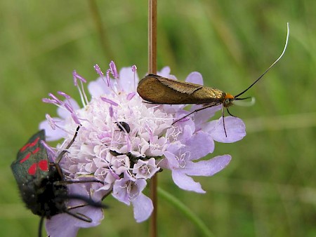 Nemophora metallica