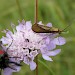 Adult • Ipsden in Oxfordshire, with Six-spot Burnet • © Dave Rimes