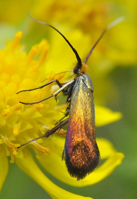 Nemophora cupriacella