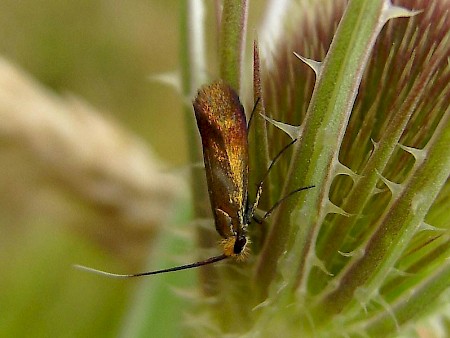 Nemophora cupriacella