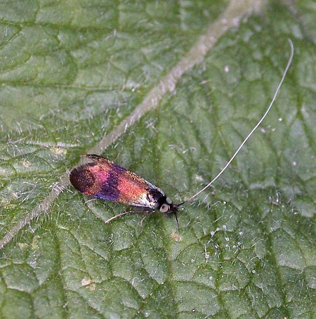 Nemophora fasciella