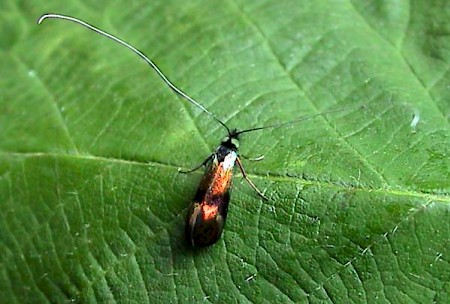 Nemophora fasciella