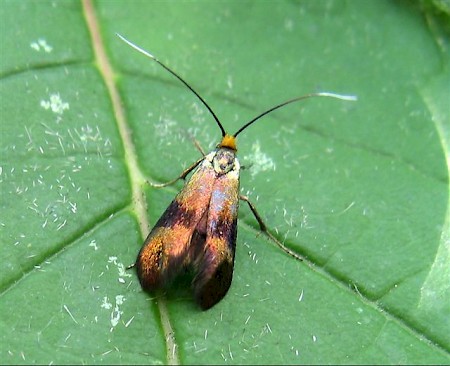 Nemophora fasciella