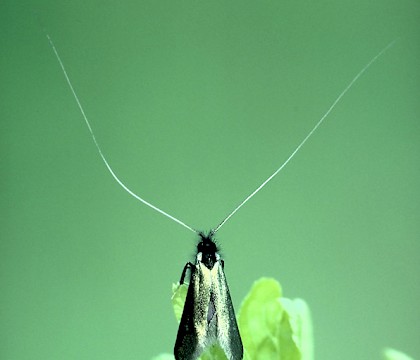 Male • Studham, Bedfordshire • © Charles Baker