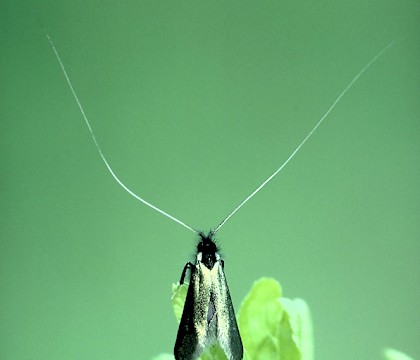 Male • Studham, Bedfordshire • © Charles Baker