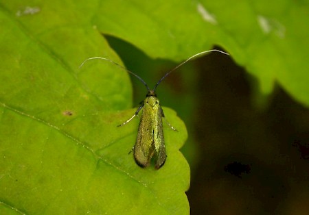 Adela reaumurella