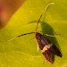 Female • Barnhamcross Common, Thetford, Norfolk • © Andy Musgrove