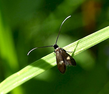 Adult • Kenfig NNR, Glamorgan • © Paul Parsons