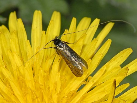 Cauchas rufimitrella