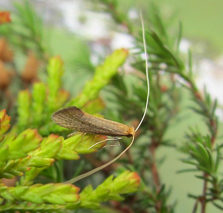 Nematopogon schwarziellus