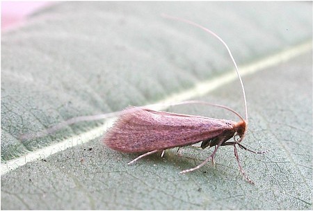 Nematopogon schwarziellus