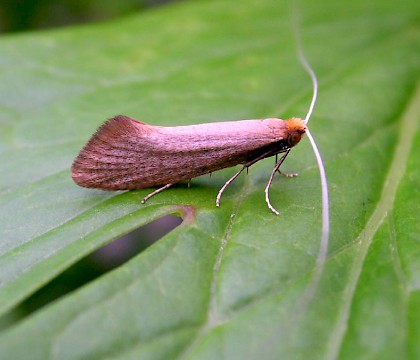 Adelidae