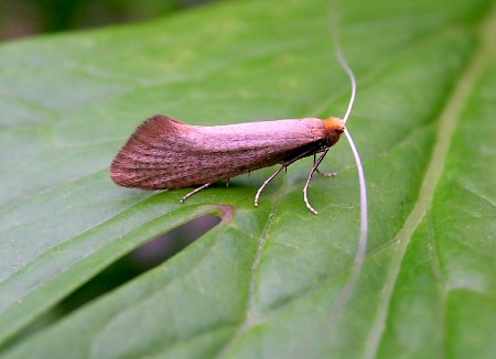 Nematopogon swammerdamella