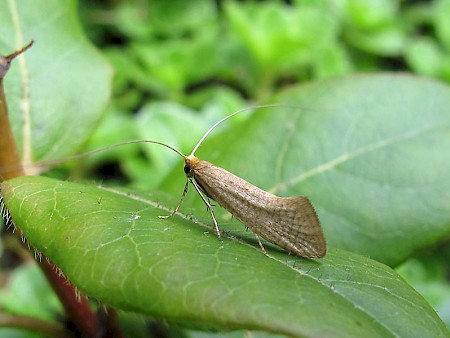 Nematopogon swammerdamella