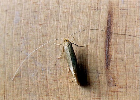 Nematopogon swammerdamella