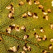 Larvae • On Betula, transmitted light • © Andy Mabbett