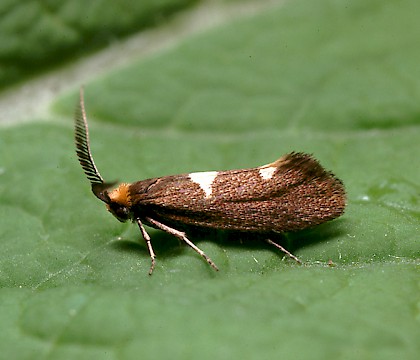 Male • Studham, Bedfordshire • © Charles Baker