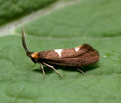 Male &bull; Studham, Bedfordshire &bull; &copy; Charles Baker