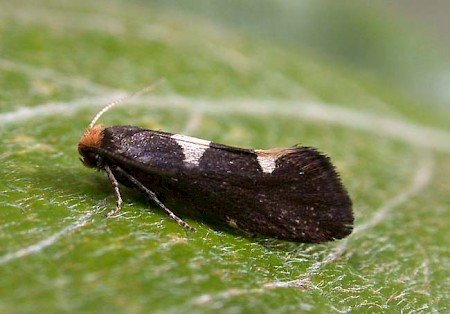 Incurvaria masculella