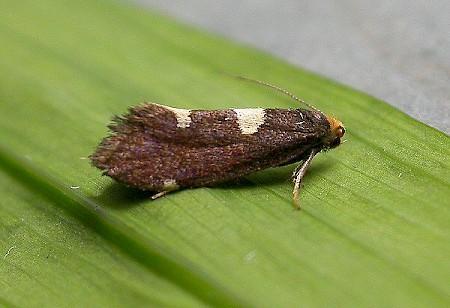 Incurvaria oehlmanniella