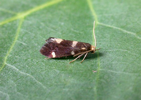 Incurvaria praelatella