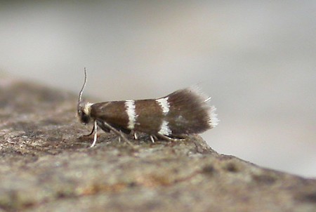 Phylloporia bistrigella