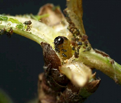 Larva • Wyre Forest, Worcs. • © Oliver Wadsworth