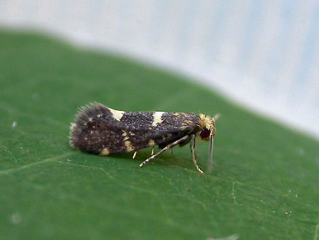 Raspberry Moth Lampronia corticella