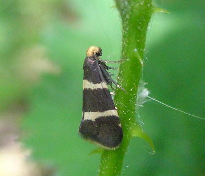 Adult • Brede High Wood, E. Sussex • © Dave Monk