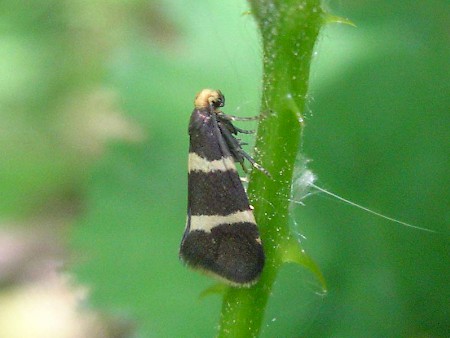 Lampronia flavimitrella