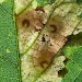 Larvae on Castanea sativa • © Patrick Clement
