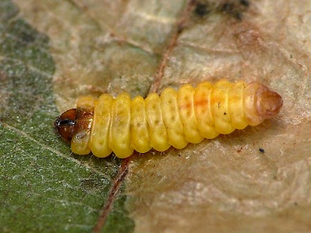 Tischeria ekebladella