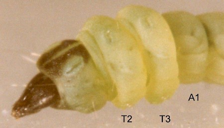 Coptotriche marginea