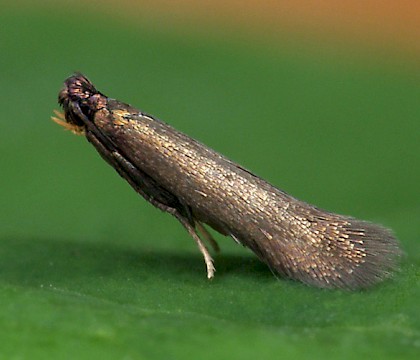 Adult • Monkwood, Worcs., reared from mine on Rosa • © Oliver Wadsworth