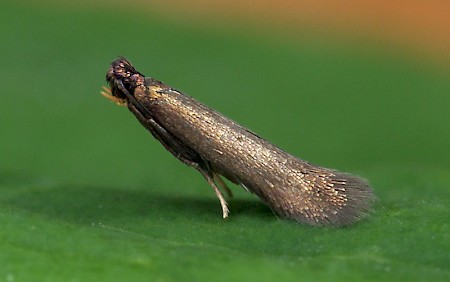 Coptotriche angusticollella