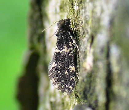 Male • Chorlton, Greater Manchester; reared from larva • © Ben Smart