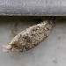 Larva • Portsmouth, Hampshire • © Ian Thirlwell
