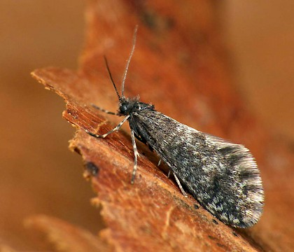 Adult male • Wyre Forest, Worcestershire • © Patrick Clement