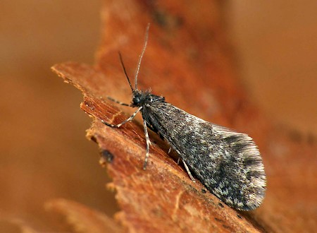 Lesser Lichen Case-bearer Dahlica inconspicuella