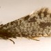 Adult male • Ex pupa on south facing drystone wall. Derbyshire • © Ian Smith