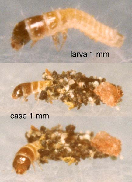 Lichen Case-bearer Dahlica lichenella