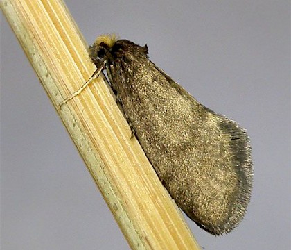 Male • Reared from larva, Wyre Forest, Worcs. • © Graham Finch