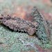 Larval cases • Guernsey, Channel Islands • © Mark Lawlor