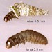 Final instar larva • Chorlton-cum-Hardy, VC. S.Lancs. May 2003 • © Ian Smith