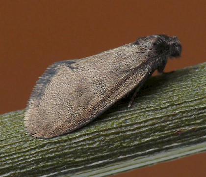 Male • Monkwood, Worcestershire • © Oliver Wadsworth