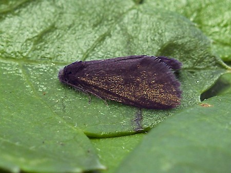 Proutia betulina