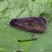 Male • Monkwood, Worcs; reared from larva • © Oliver Wadsworth