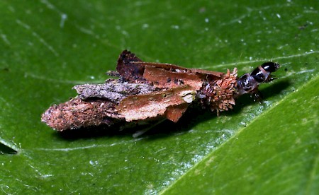 Proutia betulina